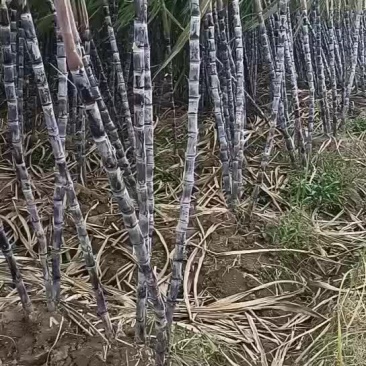 黑皮甘蔗