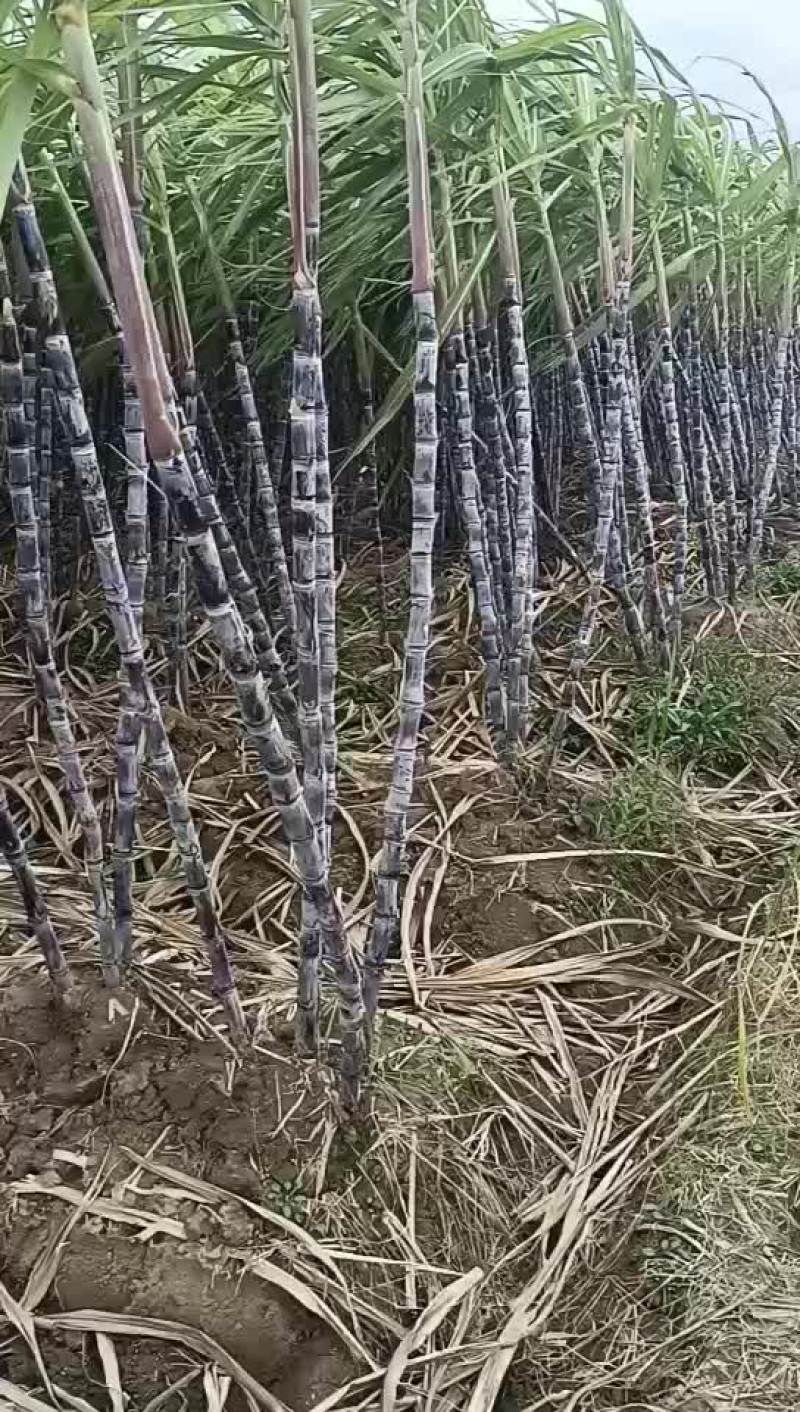 黑皮甘蔗