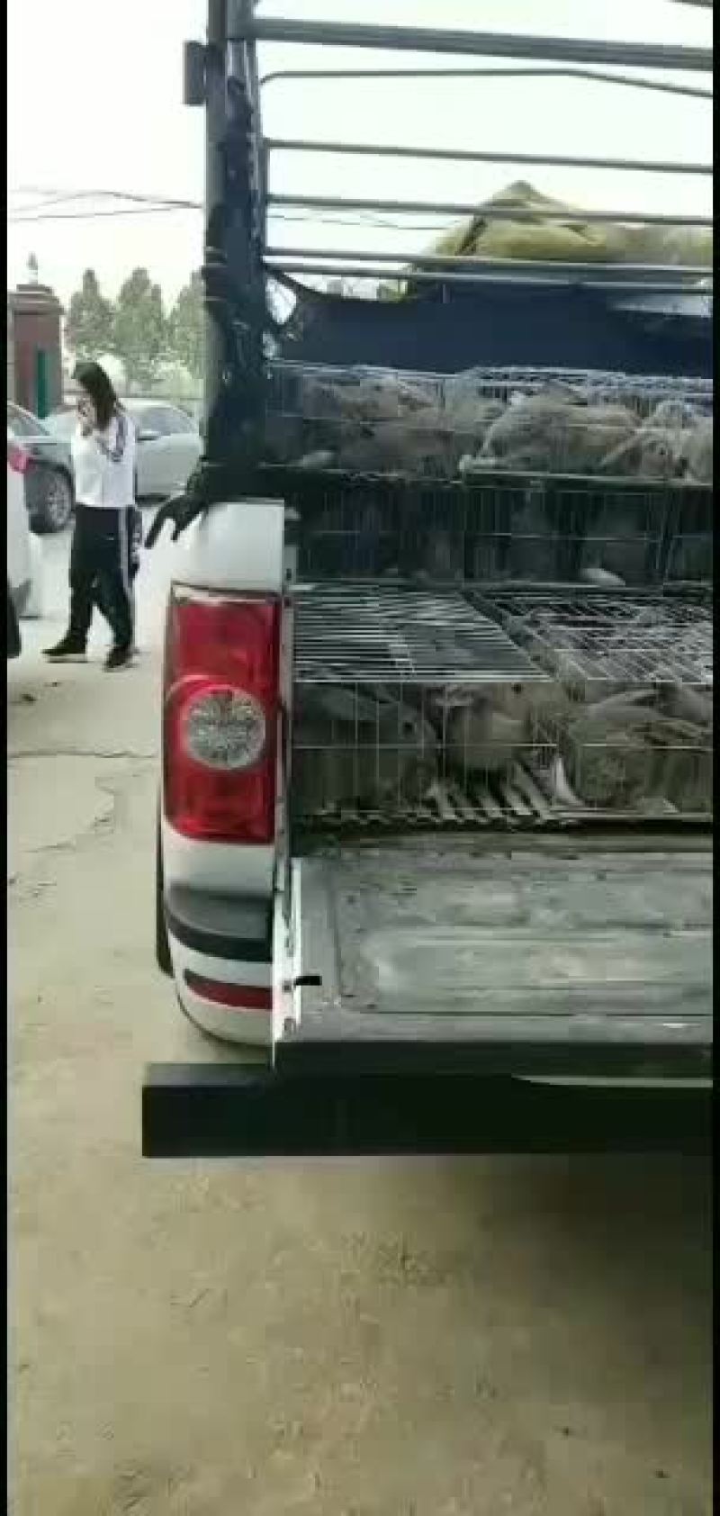 AAA山东种兔养殖场欢迎新老朋友我场为繁育一体