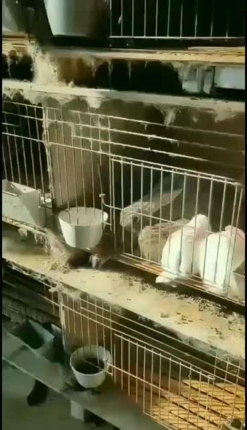 AAA山东种兔养殖场欢迎新老朋友我场为繁育一体