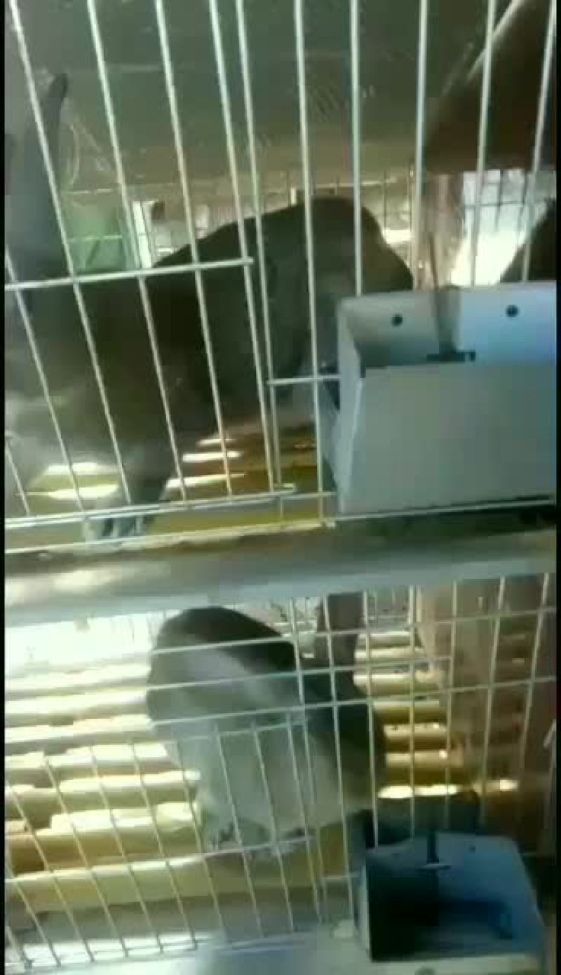AAA山东种兔养殖场欢迎新老朋友我场为繁育一体