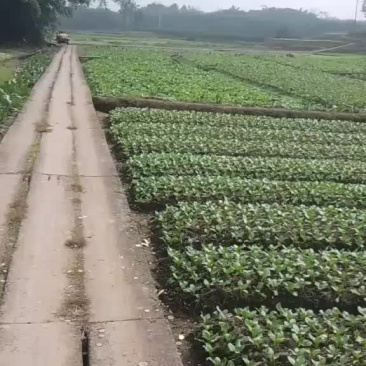 大量出售:小白菜、水白菜、菜心、芥菜、油麦