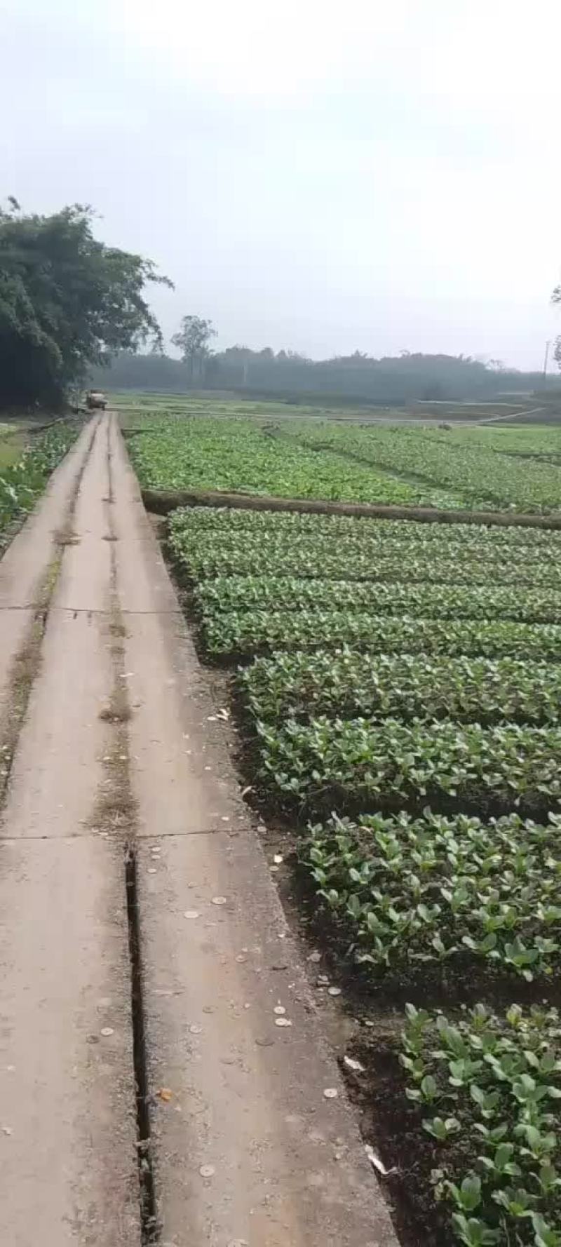 大量出售:小白菜、水白菜、菜心、芥菜、油麦