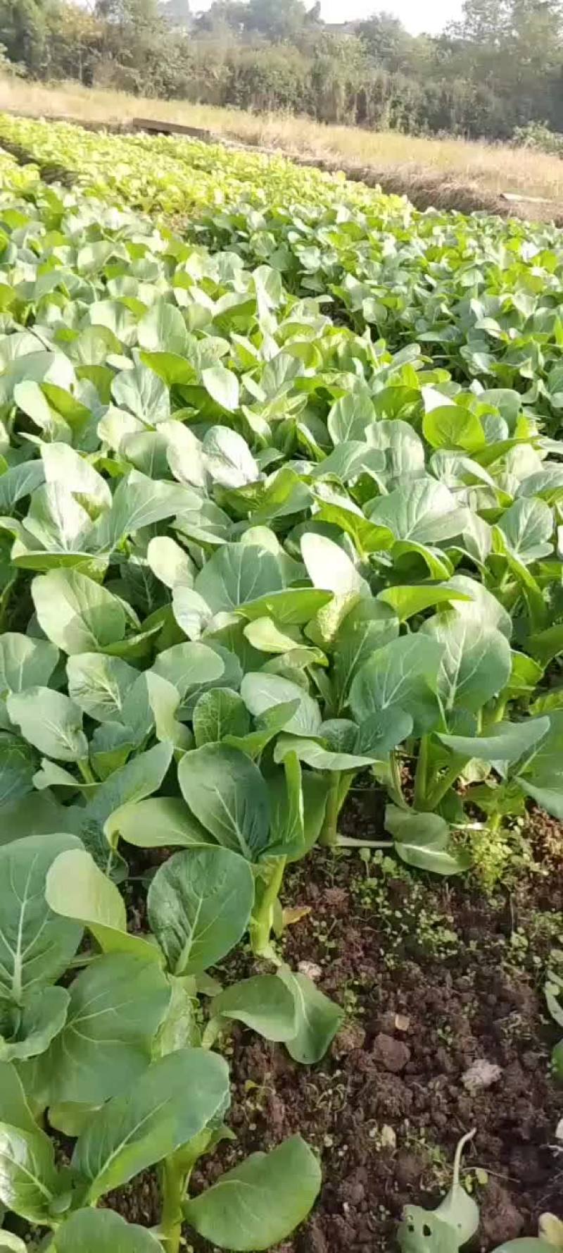 大量出售:小白菜、水白菜、菜心、芥菜、油麦