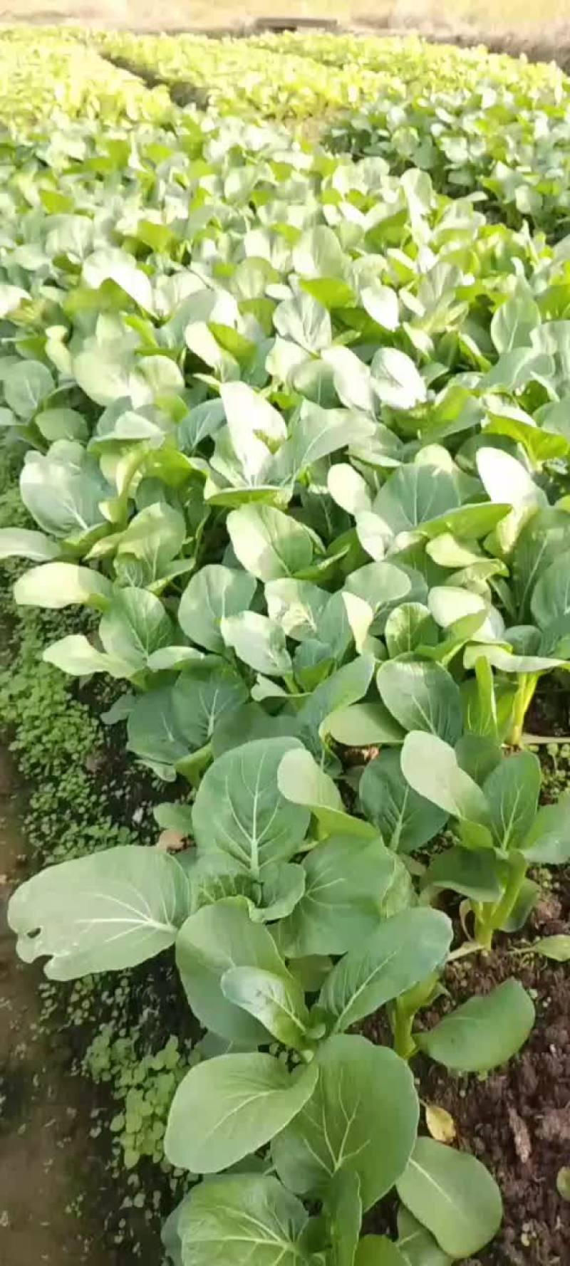大量出售:小白菜、水白菜、菜心、芥菜、油麦