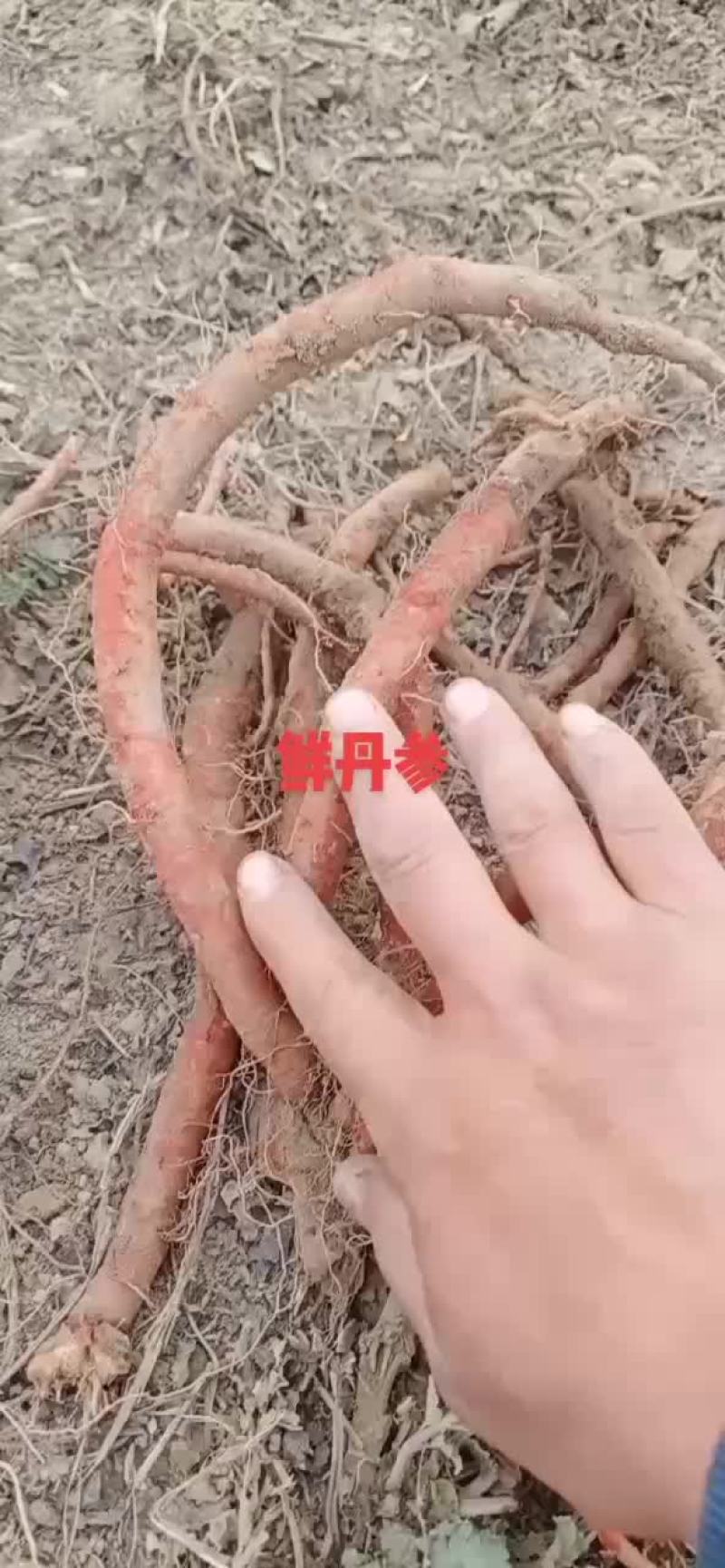 鲜丹参