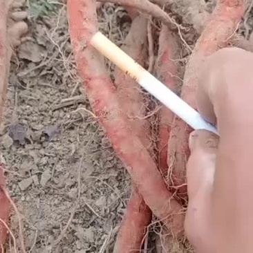 鲜丹参