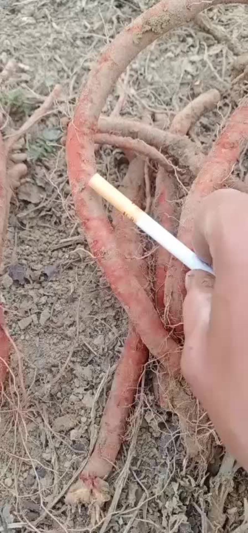 鲜丹参