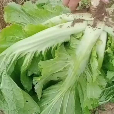青菜
