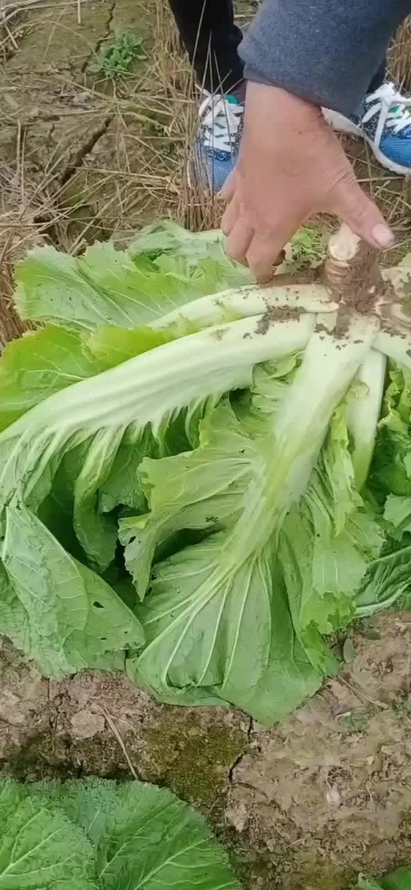 青菜