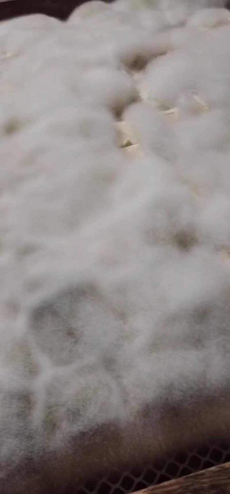 霉豆腐