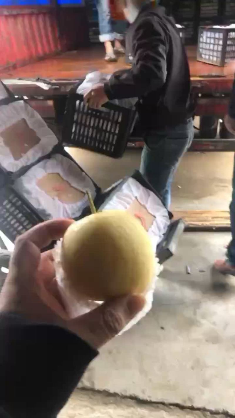 框装皇冠梨，海量货源，对接电商平台，超市市场