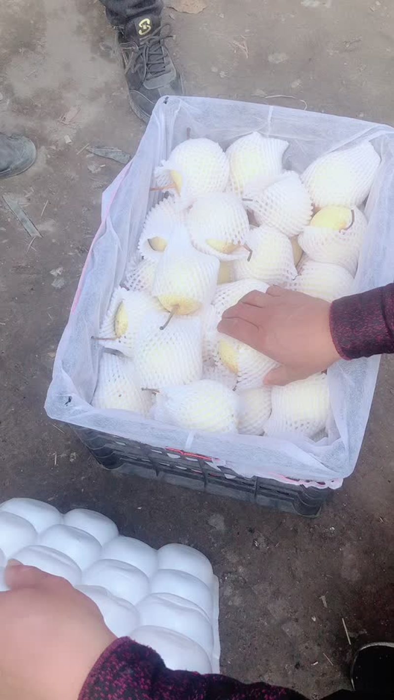 好鸭梨，毛重31斤，16元每件，价格真实，电商货，大量有