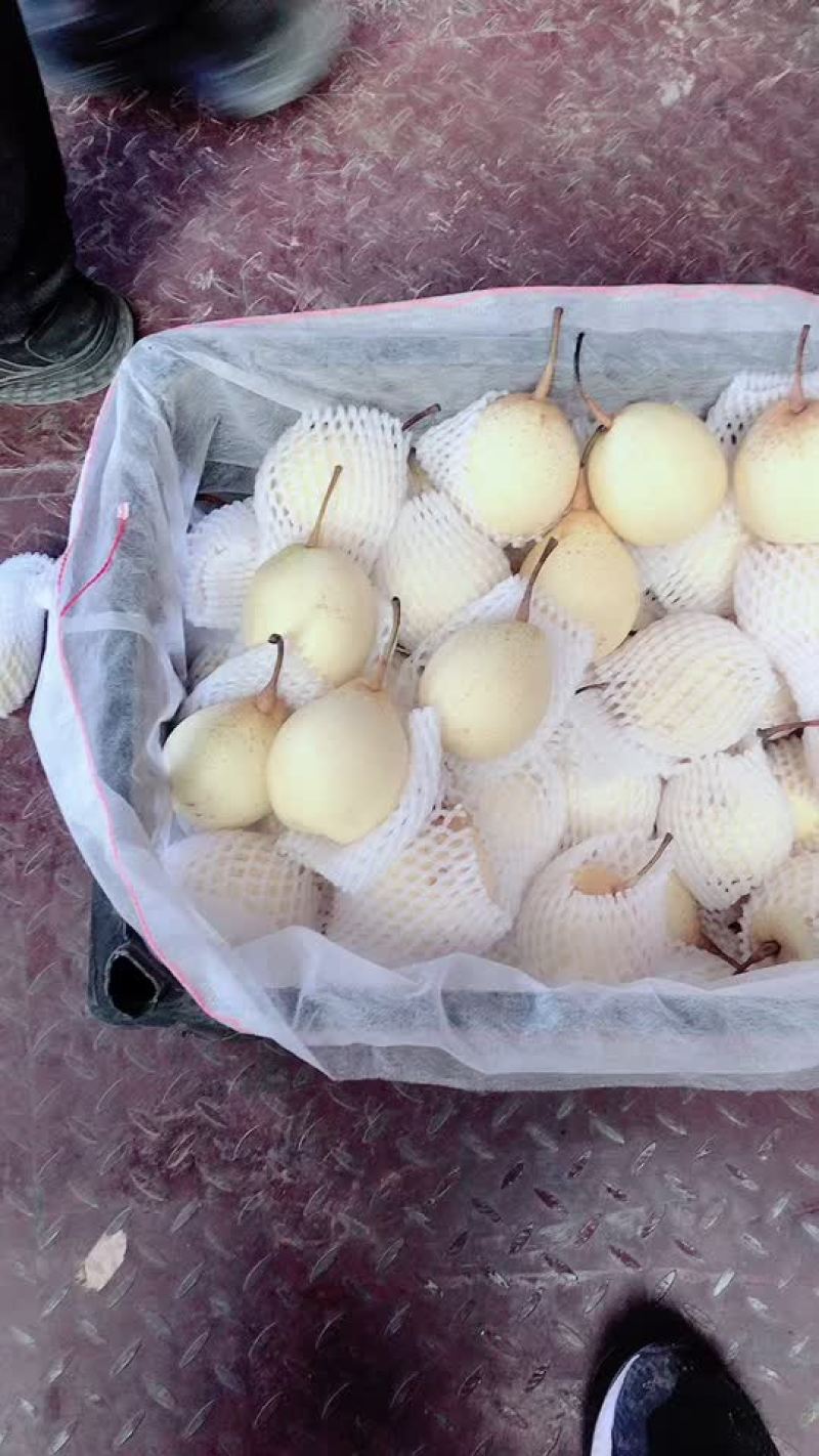 好鸭梨，毛重31斤，16元每件，价格真实，电商货，大量有