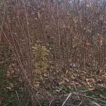 珍珠花苗