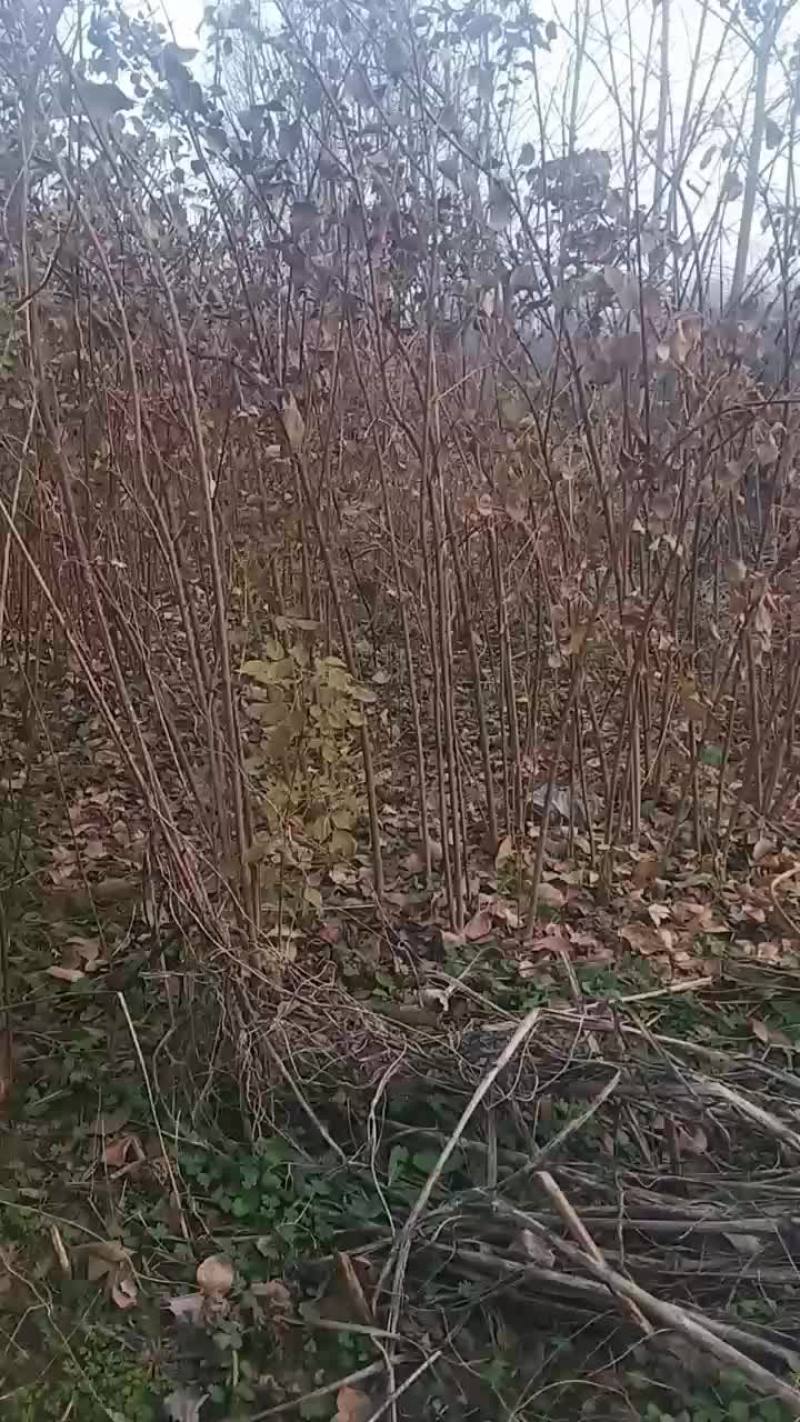 珍珠花苗
