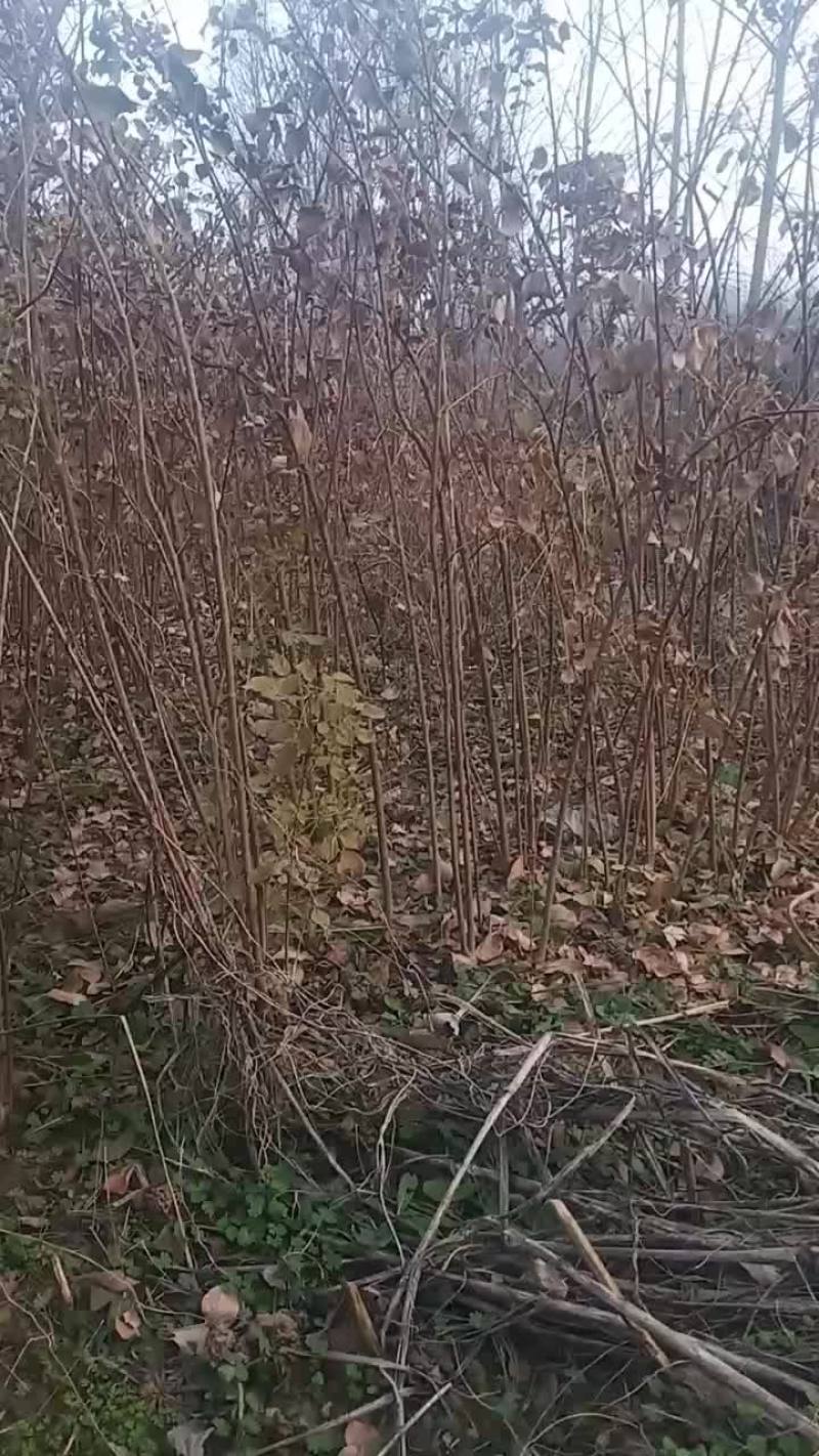 珍珠花苗