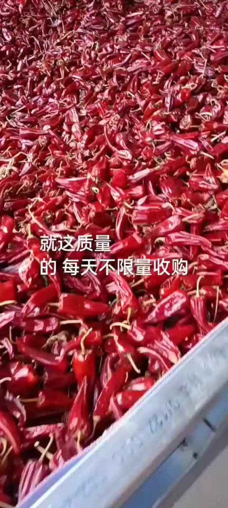 干辣椒