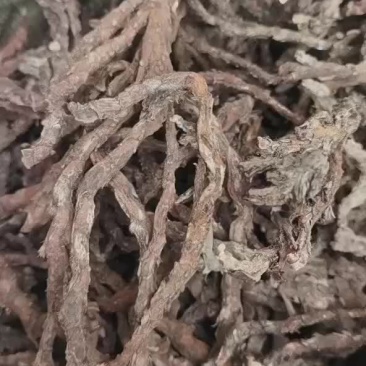 石菖蒲干货大量供应