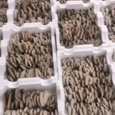 湖南精品平菇