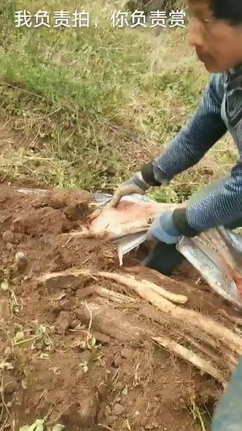 曲靖山药糯山药白玉山药，农家自种自销