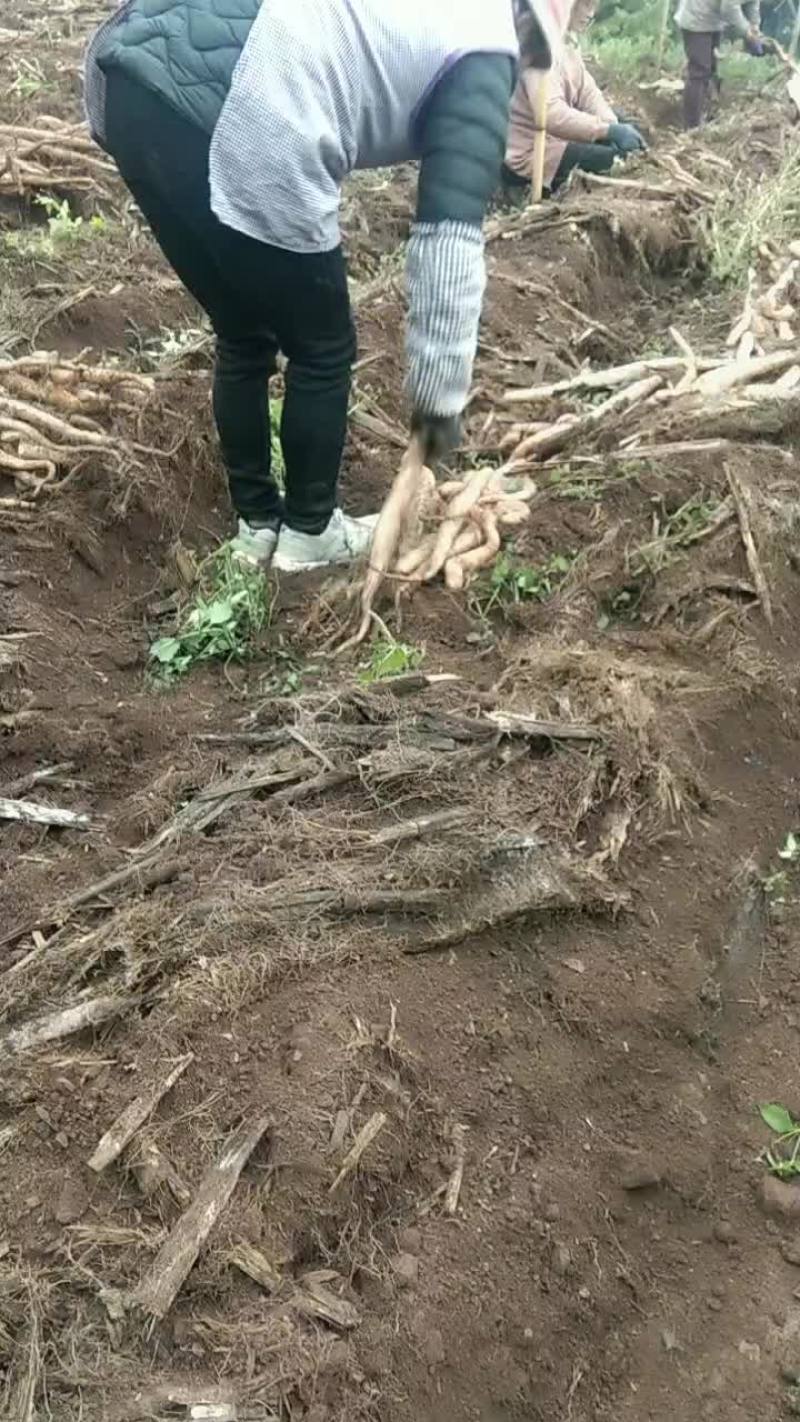 曲靖山药糯山药白玉山药，农家自种自销