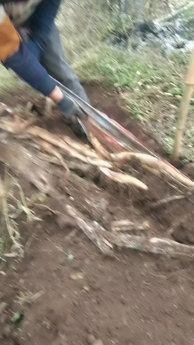 曲靖山药糯山药白玉山药，农家自种自销
