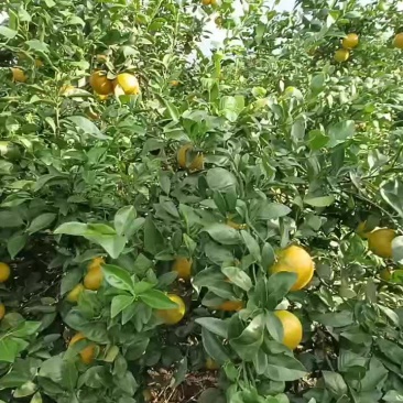 象州皇帝柑口感好化渣大小园都有欢迎来订购