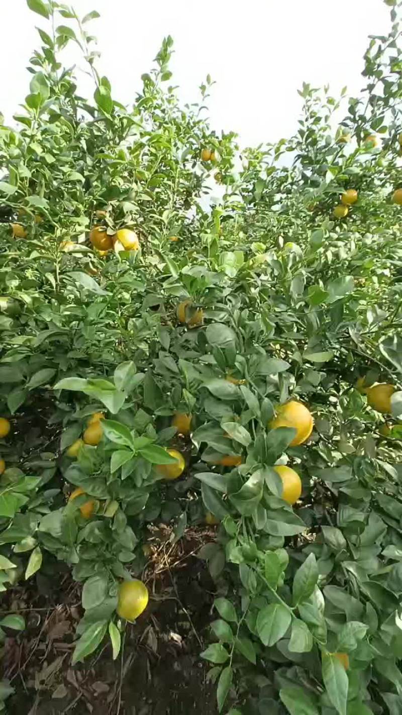 象州皇帝柑口感好化渣大小园都有欢迎来订购