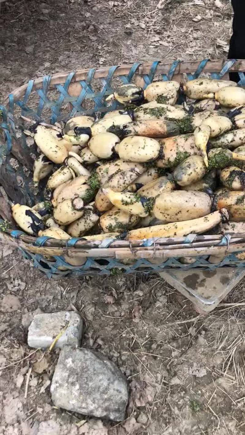 自产粉藕基地直供，常年供应质优价美，预约有货，欢迎