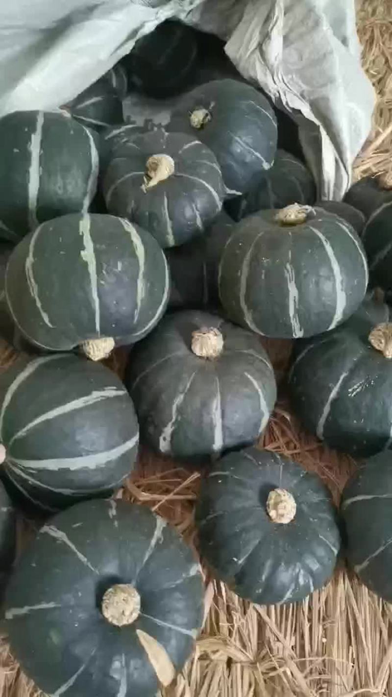 优质贝贝南瓜