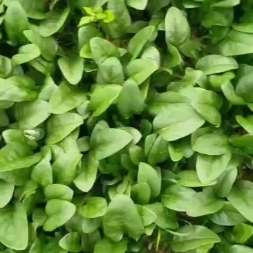 大棚菠菜开始上市