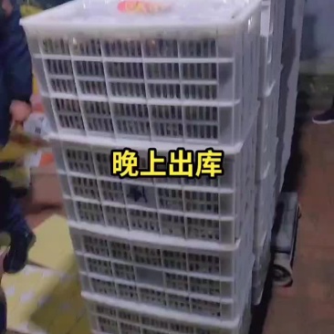 11.21号，晚上出冬枣冷库。冬枣价格有点上涨啊。