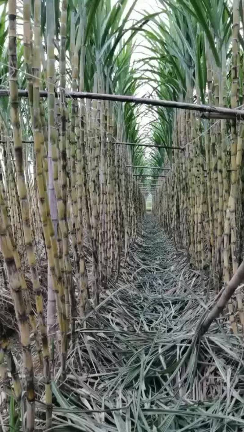 英德青皮甘蔗倒地都是3米以上的每条都是8斤左右