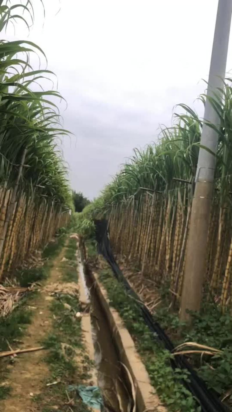 英德青皮甘蔗倒地都是3米以上的每条都是8斤左右