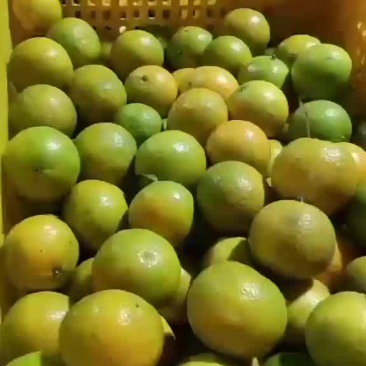 皇帝柑