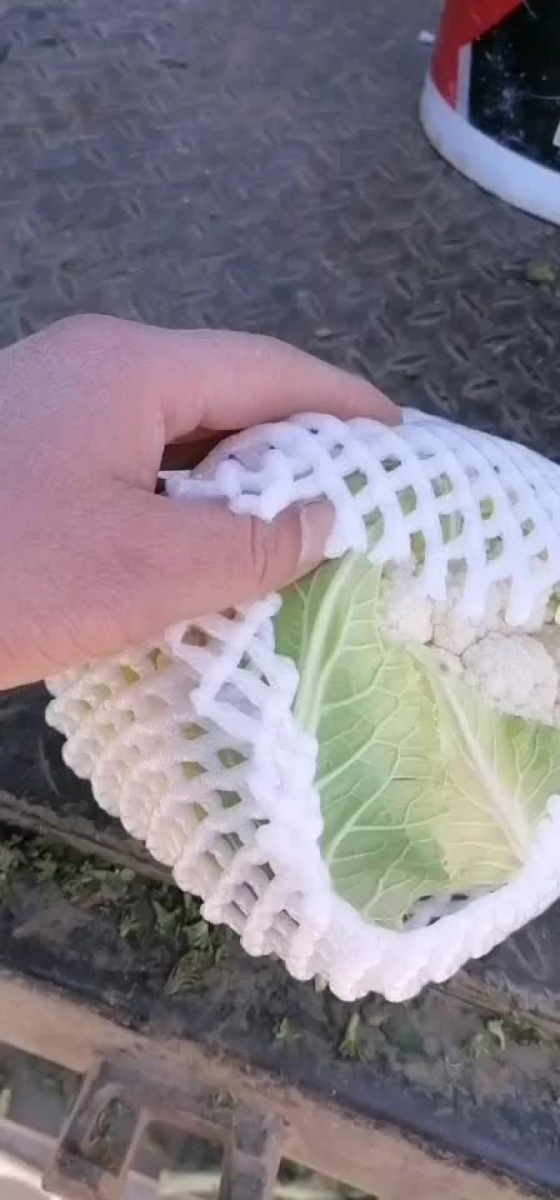 净菜