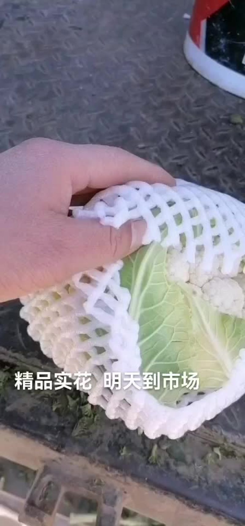 净菜