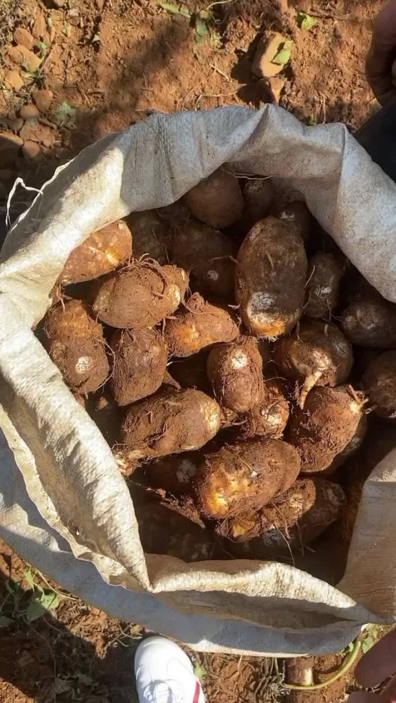 需要的老板赶紧联系。这几天量大