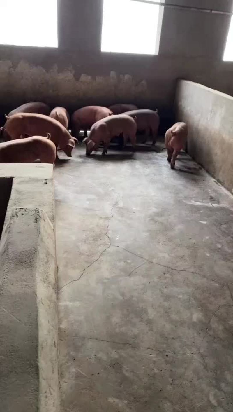 杜洛克公猪