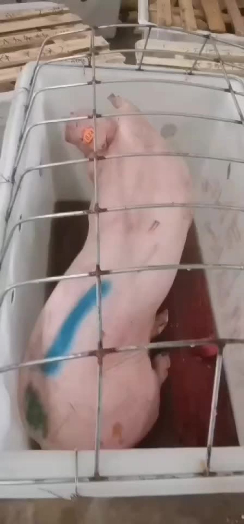 杜洛克公猪