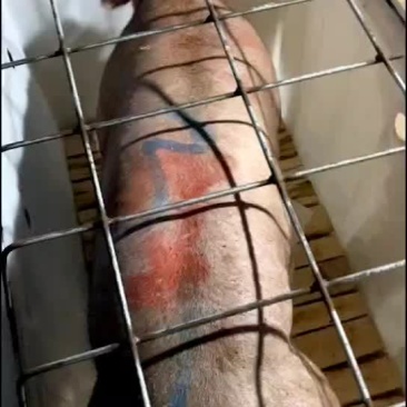 杜洛克公猪