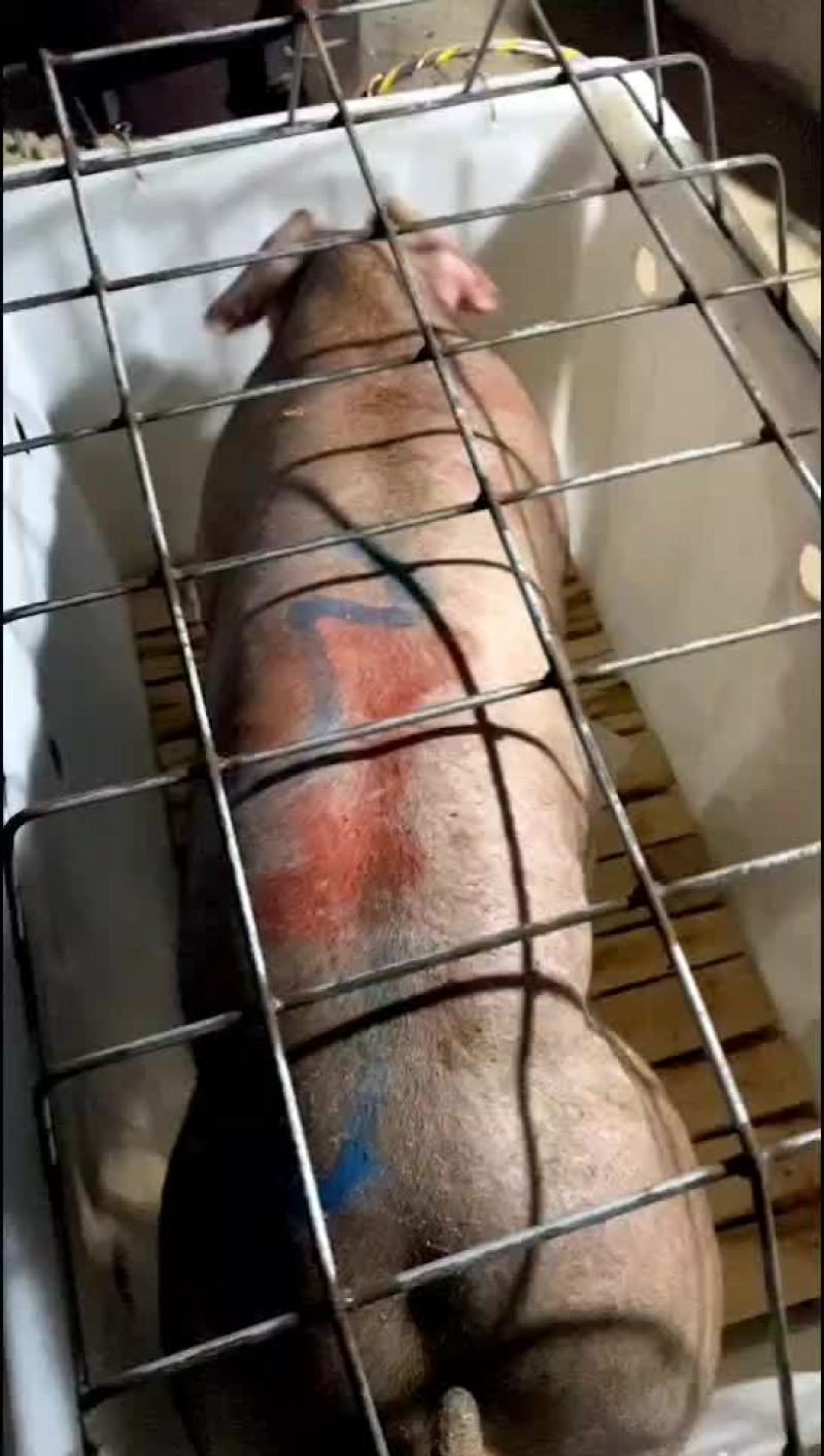 杜洛克公猪