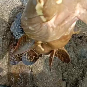 钓口石斑鱼