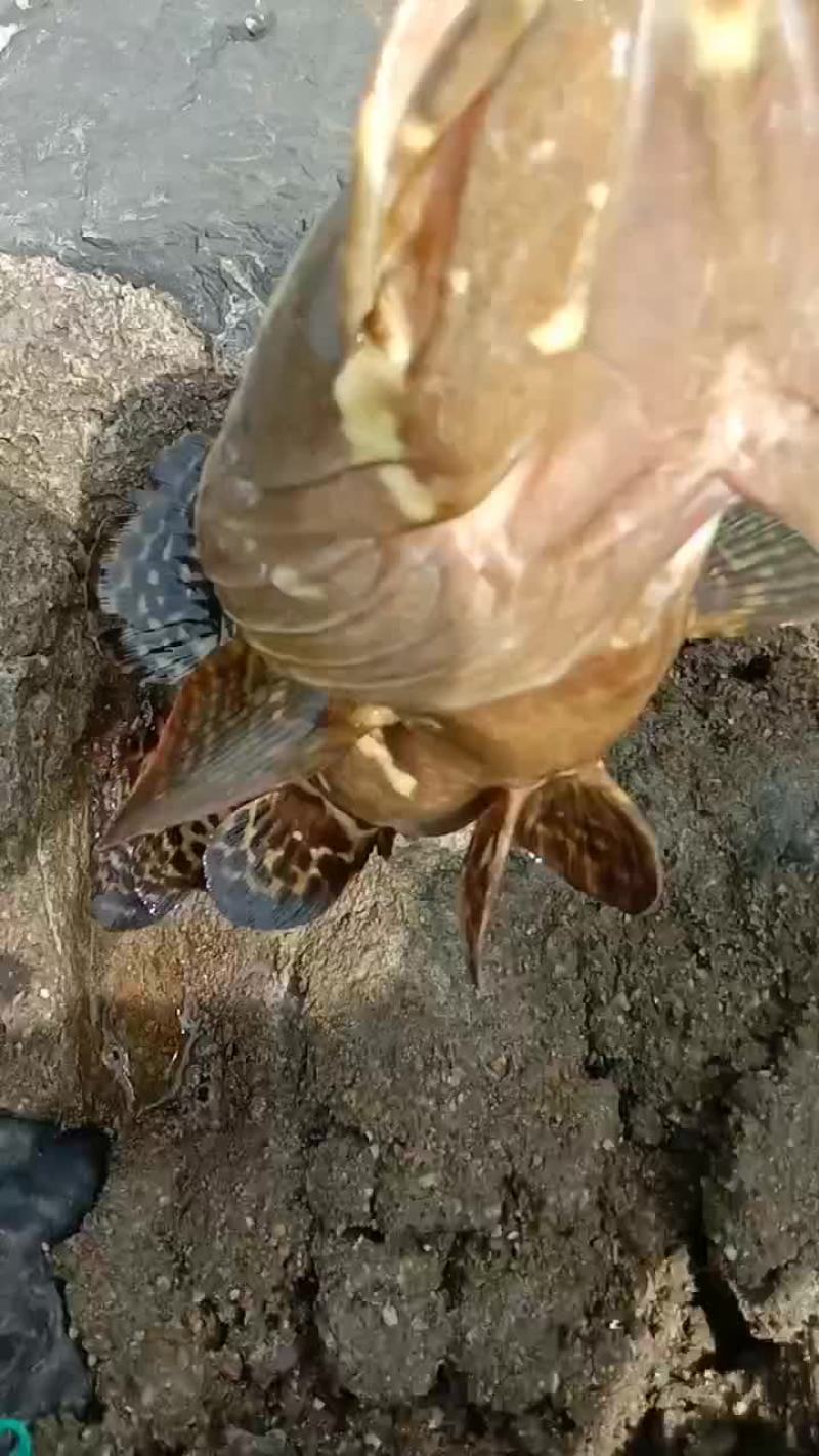 钓口石斑鱼