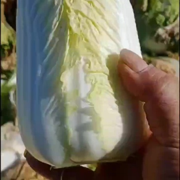 精品娃娃菜货源充足超市货单颗1.5-2.5