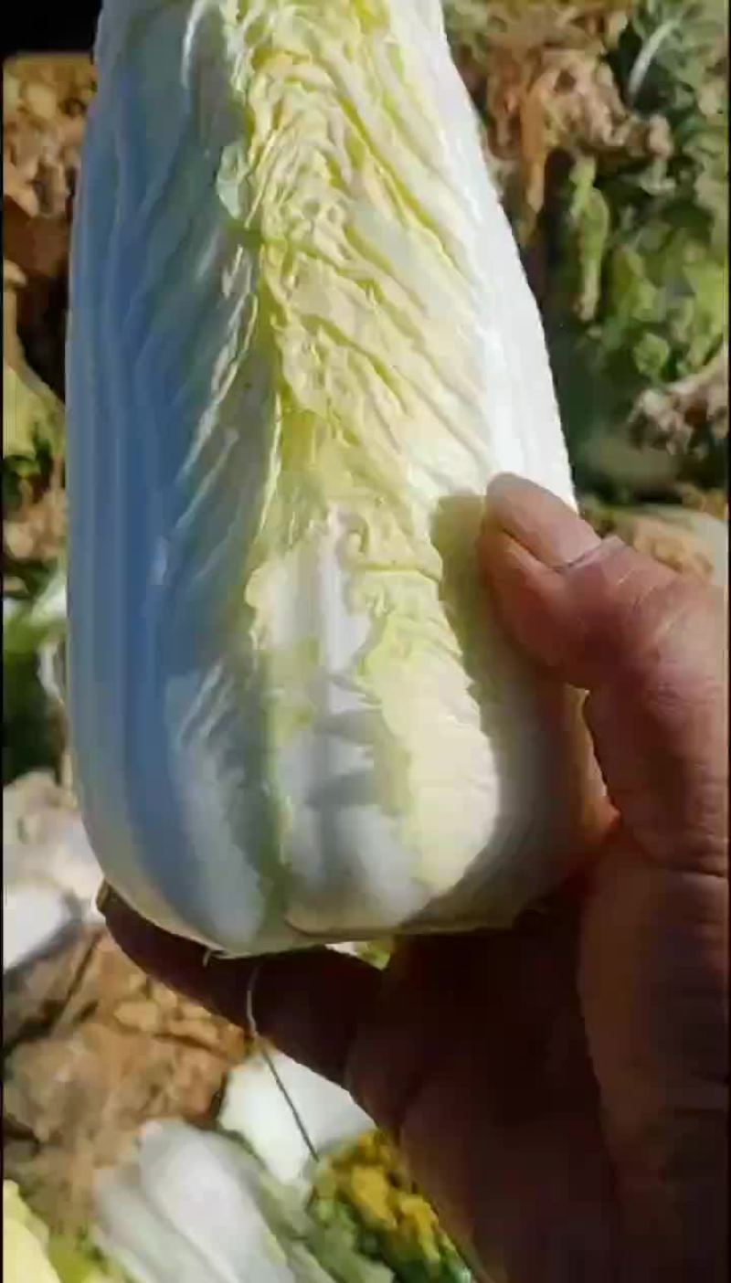 精品娃娃菜货源充足超市货单颗1.5-2.5