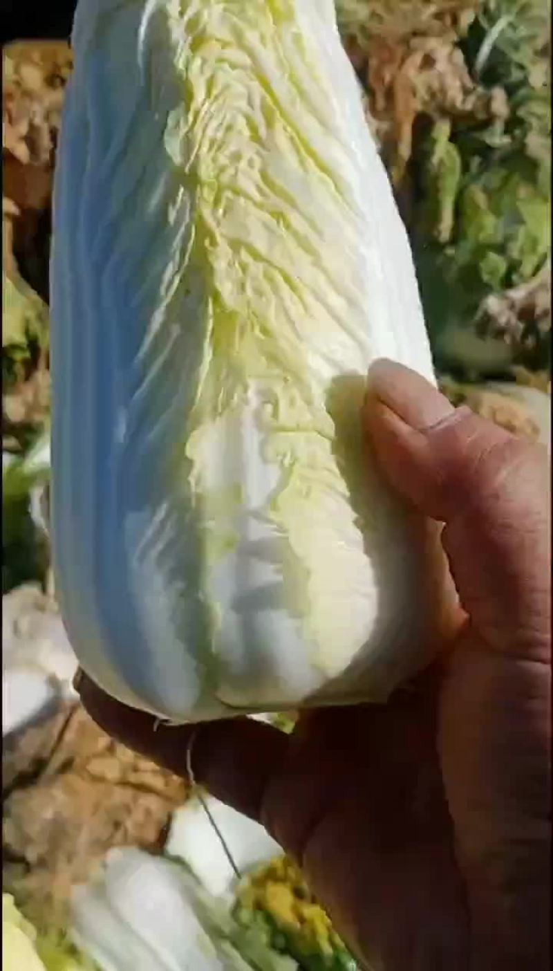 精品娃娃菜货源充足超市货单颗1.5-2.5