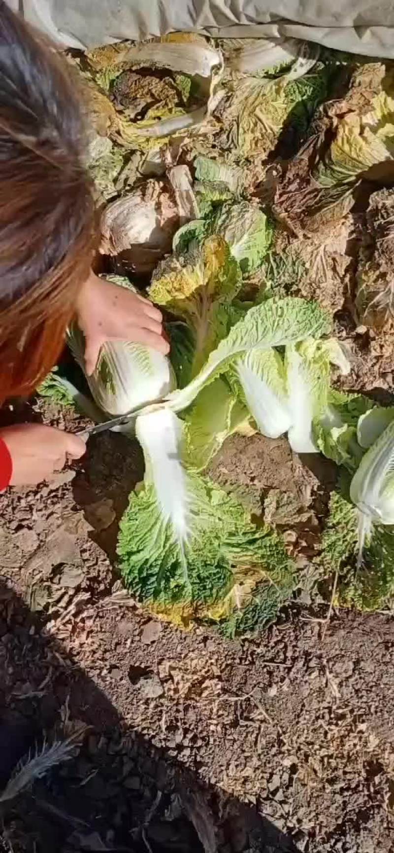 精品娃娃菜货源充足超市货单颗1.5-2.5