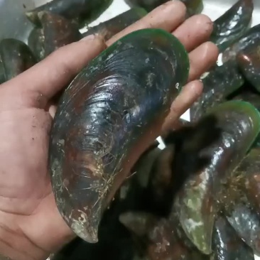湛江青口贝